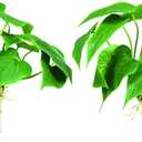 2 PCS Artificial Calla Lily Silk Leaves Plant Fake Bonsai Flowers Greenery Plants for Indoor Outdoor Home Office Bedroom Table Centerpieces Party Decoration