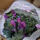 2PCS Artificial Petunia Flowers for Outdoors, Fake Flowers for Outdoor Planters UV Resistant Faux Silk Petunias for Garden Porch Yard Balcony Patio Realistic Home Kitchen Decor(Double Purple)