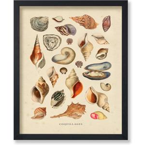 Poster Master Vintage Sea Shells Print - Aquatic Poster - Marine Life Art - Housewarming Gift for Men & Women - Minimal Decor for Office, Living Room or Bedroom - 8x10 UNFRAMED Wall Art (8L" x 10W", Style-19)