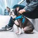 Gooby - Escape Free Easy Fit Harness, Small Dog Step-in Harness for Dogs that Like to Escape Their Harness, Turquoise, Small