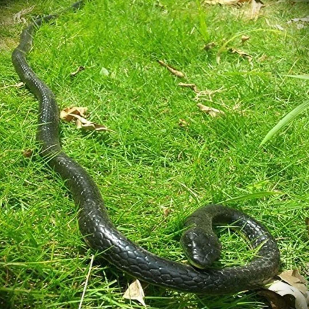 47 Inches Rubber Lifelike Snakes Scary Gag Gift Incredible Creatures Chain Snakes Rain Forest Snake Toys