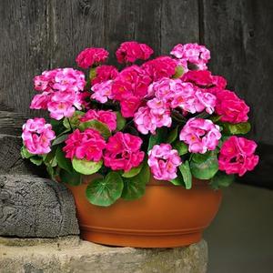 Fake Outdoor Flowers, Artificial Flowers For Outdoors, Mixed Color Artificial Geraniums Plastic Flowers 4 Pcs, Fake Plant For Outside, Silk Faux Flowers Outdoor Planters UV Resistant For Front Porch