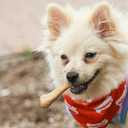 Nylabone Healthy Edibles Natural Dog Chews, Long Lasting Bones for Dogs, Bacon Flavor Dog Treats, X-Small (8 Count)