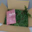 WBHome 9ft Real Touch Norfolk Pine Christmas Garland, Winter Greenery Garland for Christmas, Holiday Seasonal Outdoor/Indoor Home Decor, 9FT Long