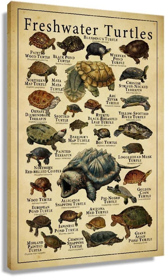 Starotore Modern Wall Art Freshwater Turtles Frameless Poster Educational Prints on Canvas Rectangle Wall Decor Contemporary Pictures for Turtle Learning Lovers Decorative Unframed 16x24inch/ 40x60cm Starotore Modern Wall Art Freshwater Turtles Frameless Poster Educational Prints on Canvas Rectangle Wall Decor Contemporary Pictures for Turtle Learning Lovers Decorative Unframed 16x24inch/ 40x60cm