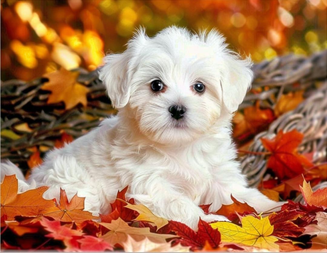 MaiYiYi Full Square Diamond Painting Kits, Cute White Dog Diamond Painting by Numbers for Adults, Crystal Maple Leaf Dog Diamond Painting Arts Crafts for Adult Beginners (11.8 x 15.7 inches)