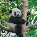 3 x 2026 Panada Wall Calendar | 12" x 24" Open | Animal Photography Thick & Sturdy Paper for Organizing & Planning | Office Kitchen Decor or Gift | Pacific Waters Press (Pandas)