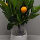 Artificial Potted Plants 16.1 inches Fake Orange Tree Artificial Citrus Fruit Plant with White Pot Faux Plants Indoor for Home,Office, Living Room Table, Desk