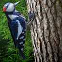 Metal Woodpecker Bird Figurine - Lifeilke Backyard & Garden Gift, Birds Statue Sculpture Art Large Realistic - Outdoor Fall Decor, Metal Yard Art