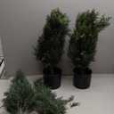 Artificial Cedar Tree Potted Plant - 2pcs Simulated Shrub Plants with Heavy Duty Planter. They are Hand pruned, UV Resistant, Low Maintenance and Suitable for Indoor and Outdoor Decoration (21 in)