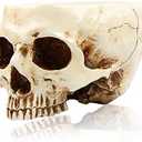 RMM Halloween Decoration Retro Human Skull Head Flower Pot Planter Bed Box Container Replica Home Bar Décor,Clear 2 Pack