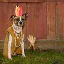 Elegant Little Tail Flower Dog Collar for Small Dogs (Small (Pack of 1), Pumpkin with Turkey)