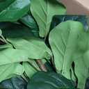 Artificial Fiddle Leaf Fig Tree 5FT with Planter Faux Trees Indoor Tall Artificial Tree, Stable Base, 58 Realistic Leaves, for Indoor/Outdoor Home Office Living Room Decor, Housewarming Gift