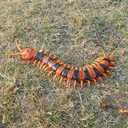 Tipmant Simulation RC Centipede Scolopendra Realistic Remote Control Vehicle Car Animal Insect Large Size Electric Prank Toy Kids Christmas Birthday Gifts (Orange Striped)