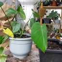 2 x Monstera Potting Soil 1qt - Premium Tropical Blend with Rapid Drainage for Growing and Repotting Monstera Deliciosa (Split-Leaf Philodendron) and Swiss Cheese Plants