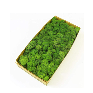 Preserved Reindeer Moss Natural Green DIY Kit Gardenning Art Wall Decor Florist Decor Easter Table Decor Wedding