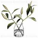 Vase Plant Decor