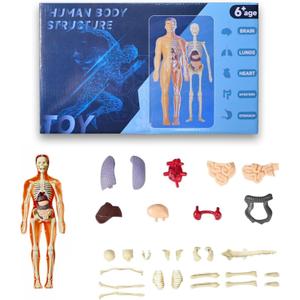 Human Body Model for Kids Anatomy Plastic DIY Skeleton Toy 3D Anatomy Kit Educational Science Kit
