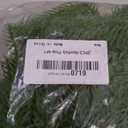 2 Pcs Norfolk Pine 6FT