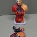 11 Inch Small Human Body Model for Anatomy Study - 15 Detachable Parts Educational Torso with Internal Organs, DIY Assembly Anatomy Model for Students, Teachers, and Medical Healthcare Professionals