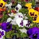 8 x 100+ Seeds Viola Swiss Giant Mix - Flower Multicolor