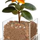 Clear Plant Nursery Pots Acrylic Orchid Pots with Drainage Holes and Tray Transparent Planter for Indoor Plants, Succulents, Herb, Flowers and Cactus Decorative(8 Inches,Square)