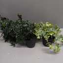 Artificial Vine Plant Small Potted in Black Pot Plastic Fake Green Vine for Office Home Decor Faux Plant for Hanging Baskets, Green-KUBMART11603 2 Pcks