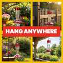 More Birds Bird Health+ Ruby Hummingbird Feeder, Glass Hummingbird Feeders for Outdoors, 4 Feeding Stations, 10 Ounces, Ruby Red