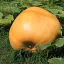 2 x Atlantic Giant Pumpkin Seeds for Planting, 15+ Heirloom Seeds Per Packet, (Isla's Garden Seeds), Non GMO Seeds, Botanical Name: Cucurbita Maxima, Great Home Garden Gift