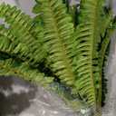 FOREST PRINCE 45" Fake Ferns, Realistic Large Artificial Bush Plants, 2 Artificial Boston Ferns with 59 Fronds for Outdoors Planter Indoor Home Garden Porch Decor