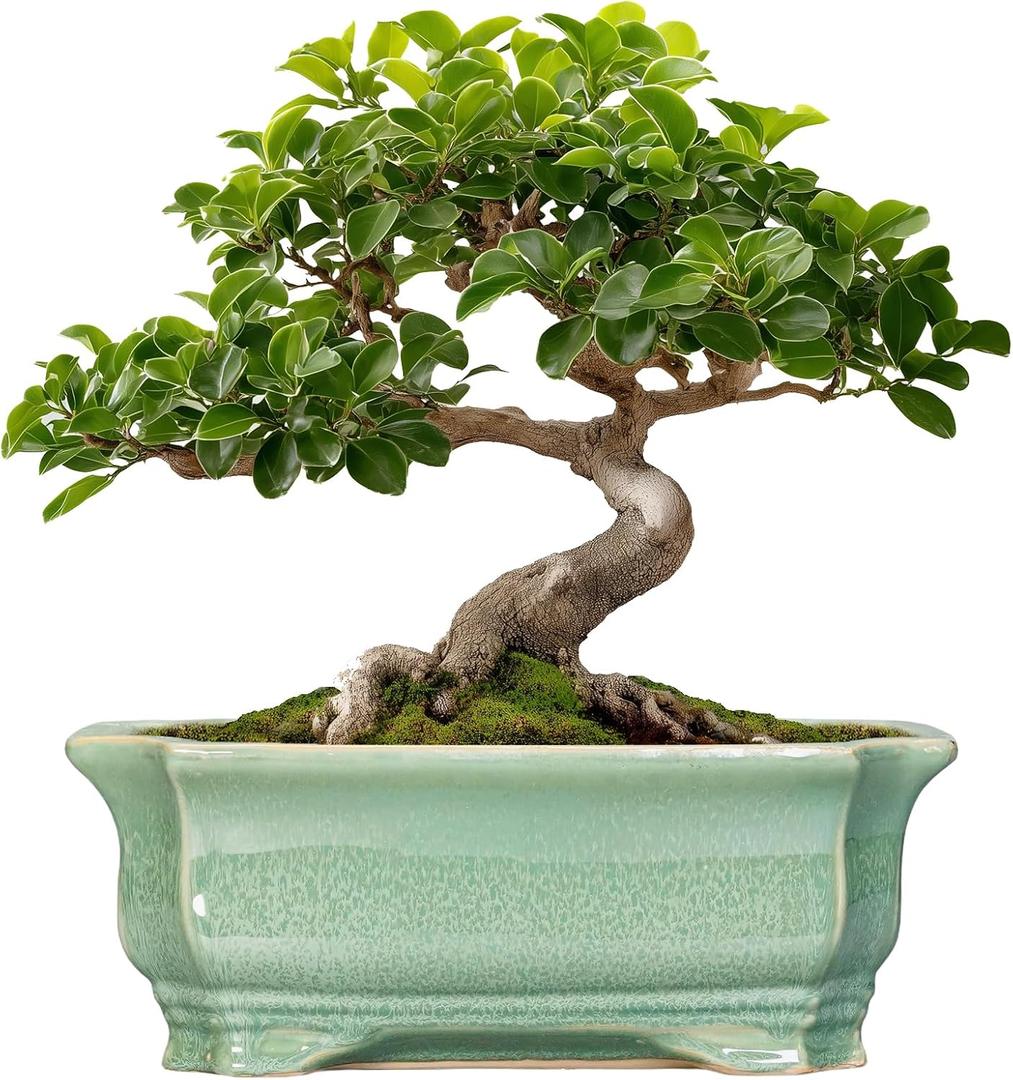 Bonsai Tree Pot 11.6 Inch - Ceramic Succulent Pots, Bonsai Planter for Indoor Outdoor, Decorative Plant Pot with Drainage Hole, Rectangular Flower Pot, Home Garden Decor, Garden Gifts, Green
