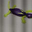 HEX Bots Glow-in-The-Dark Gecko with Official Wall Climber Technology, Rechargeable Remote Control Robot Kids Toys, Prank Toys for Boys & Girls Ages 4 & Up (Multicolor)