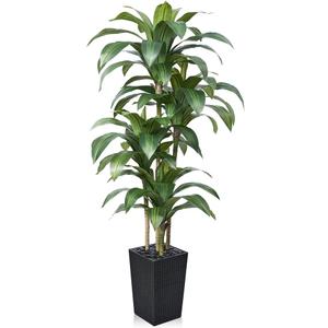 VeriNatural 6FT Artificial Dracaena Tree - UV Resistant Faux Tropical Plant, Potted Fake Tree with Taper Planter & Pebbles - Indoor Outdoor Greenery for Home, Porch, Living Room, Bedroom Decor, VN127 (Black)