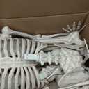 JOYIN 5 FT Halloween Skeleton Life Size, Stayable Posable Skeleton Decor, Full Body Movable Joints Giant Skeletons for Halloween Decoration Outdoor, Haunted House Prop, Spooky Scary Graveyard Party