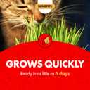 2 x Miracle Care Cat A'bout Cat Grass Kit for Indoor Cats, 5.25 Ounce, Hairball Control, Anti-Inflammatory, Improves Digestion and Metabolism