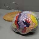 SFXYJ Human Brain Model 2 Times Life Size,Brain Anatomy Model, Includes 4 Pieces Labeled with Figures 9 Colors, for Neuroscience Learning Display Medical Identify Brain Functions