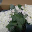 Artificial Hydrangea Bush 20 Inch Potted Faux Hydrangea Plant, UV Resistant Outdoor Hydrangea Artificial Plants for Front Porch, Garden, Patio & Indoor Decor