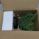 DILATATA Faux Plant Indoor in Ceramic Pot 11" Artificial Potted Fern Fake House Plants for Desk Office Bathroom Garden Decoration - Black