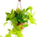 Shop Succulents Rare Pothos Neon Queen, Live Indoor Plant, Low Maintenance Houseplant with Vibrant Neon Green and White Variegated Leaves, Home Decor, Office Plant, 6 Inch Nursery Pot