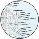 Human Skeleton Shower Curtain - EVA Vinyl, 71" x 71"