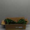 12 Pcs Artificial Norfolk Pine Branches - 19.7 Inch Real Touch Norfolk Pine Stems - Indoor Outdoor Faux Christmas Greenery Plants Stems St Patricks Day Decor for Table Porch Window Stocking Stuffers