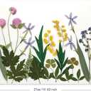 2 x Real Pressed Flowers, Natural Dried Pressed Flowers for Resin Mold, Paper Making, Art Frame Making, Soap, Candle, DIY Craft Supplies Beginner Kits (Fq-cp05)