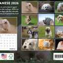 Havanese Calendar 2026 Wall 12 Month Monthly Havaneses Gifts For Havanese Lovers Women Men Mom Dad | American Made In The USA