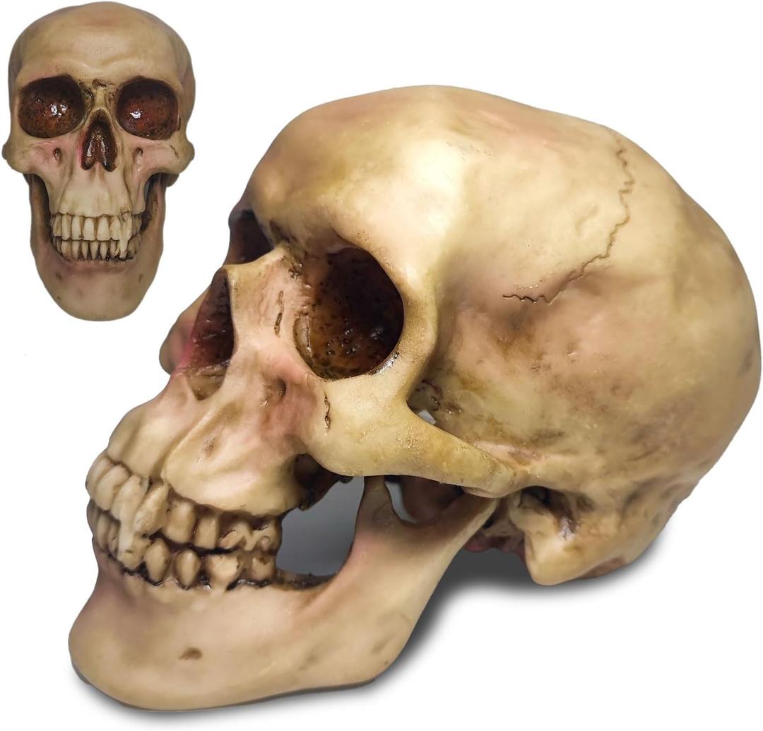 Zomhaos Resin Skull Decor, Plastic Skull Model for Home, Shrunken Head Life Size Skeleton, Simulation Skeleton Head Medical Skull Art Copy for Halloween Decor