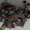 BLEUM CADE Fake Hanging Plants, 2pcs Artificial Hanging Plant, Faux Deep Purple Vines Hanging Plant for Wall Home Living Room Indoor Outdoor Halloween Decor (No Baskets)