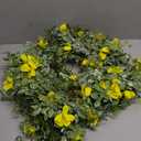 22" Spring Wreath with Swag Tail for Front Door, Vibrant Yellow Silk Forsythia & Greenery Cascading Design on Natural Grapevine Base, Rustic Farmhouse Dcor