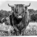 YIOZHAOFH Black and White Highland Cow Canvas Wall Art Print Cattle Pictures Wall Decor Animal Posters Artwork Framed for Bedroom Bathroom Living Room(16" L x 24" W)
