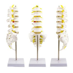 Life-Size Human Spine Model for Anatomy Education, Teaching, and Study - QREBYQ Scientific Lumbar Spine Model with 5 Vertebrae