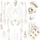 Disarticulated Human Skeleton Model for Anatomy 67 inch High, Full Size