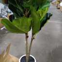 Fiddle Leaf Fig Tree Artificial - 41" Faux Fiddle Leaf Fig Tree with White Planter - Fig Tree Artificial with Lifelike Leaves for House Office Living Room Indoor Home Decor